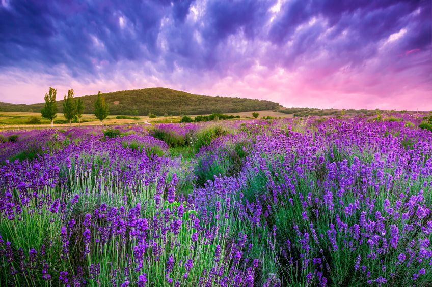Sunset over a summer lavender field in Tihany, Hungary- This photo make HDR shot